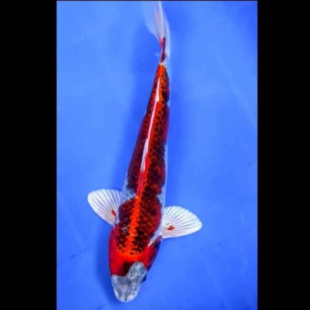 5. Beni Gingga Strong // 25 cm // Jantan