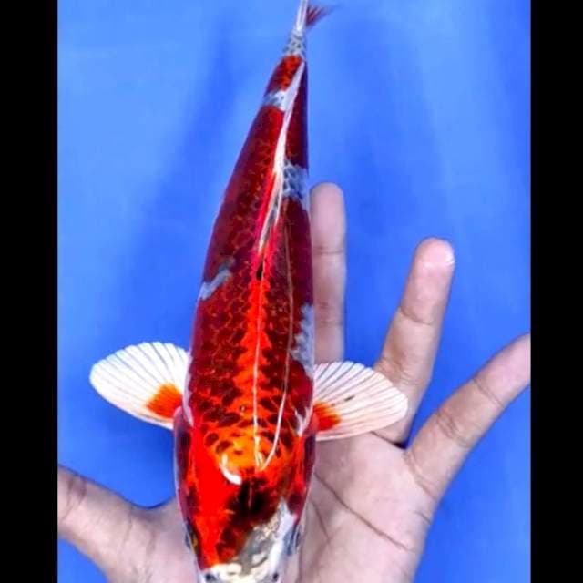 6. Beni Gingga Strong // 31 cm // Jantan