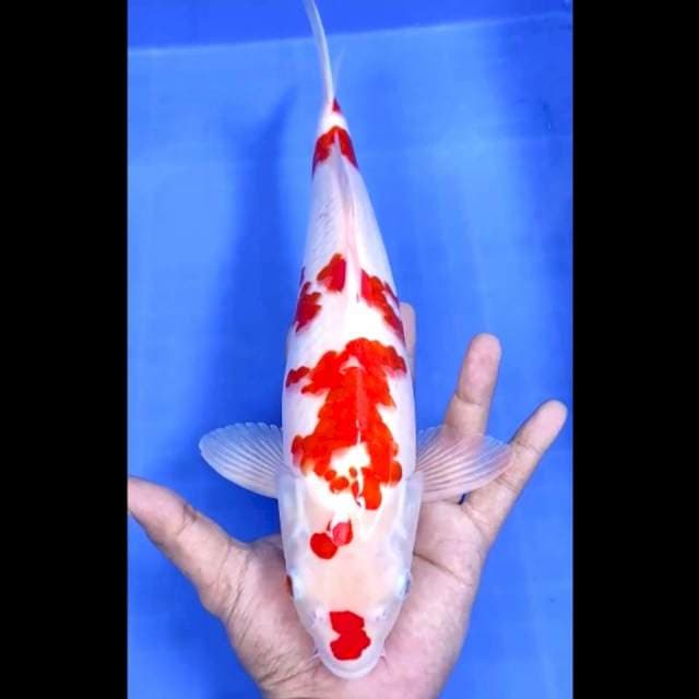 9. Kohaku Merah Strong // 34 cm