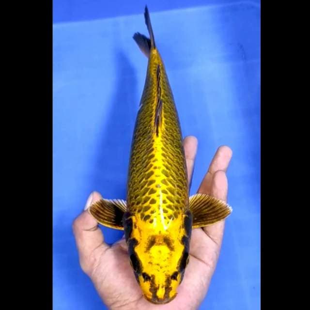 10. Mukasi Gold // 32 cm // Jantan