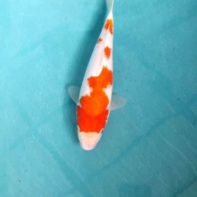 Kohaku 22