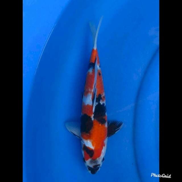 30cm , ( Original ) Showa Tategoi Halus