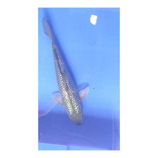Soragoi ginrin 31 cm