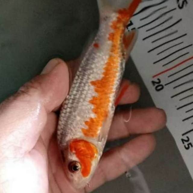 40 ekor asagi F1 dan aka madshuba 13 sd 17 cm...
