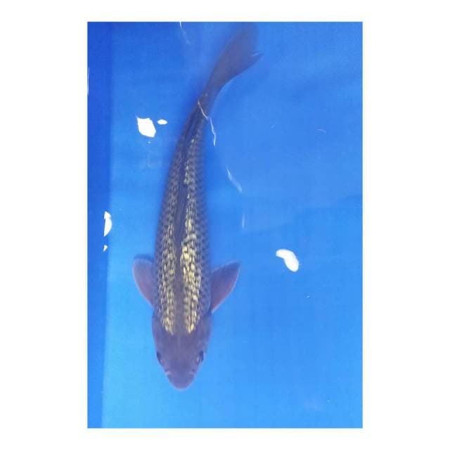 Soragoi ginrin32 cm