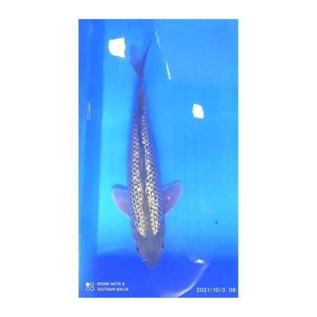 Soragoi 30 cm ginrin