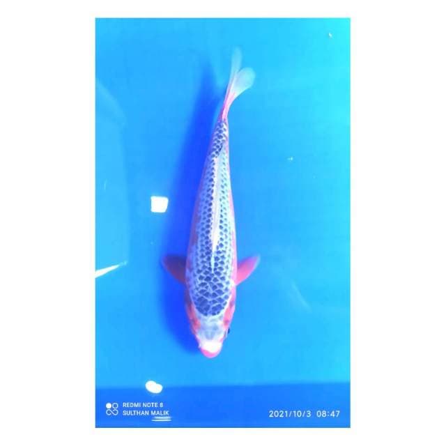 Asagi 27 cm