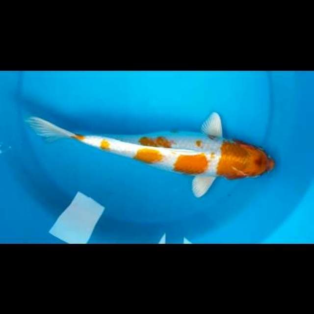 Hariwake