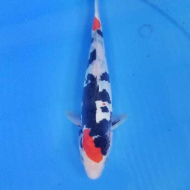 Sanke 22 cm
