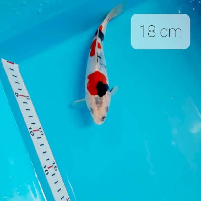 ( Pumada ) Doitsu 18 cm