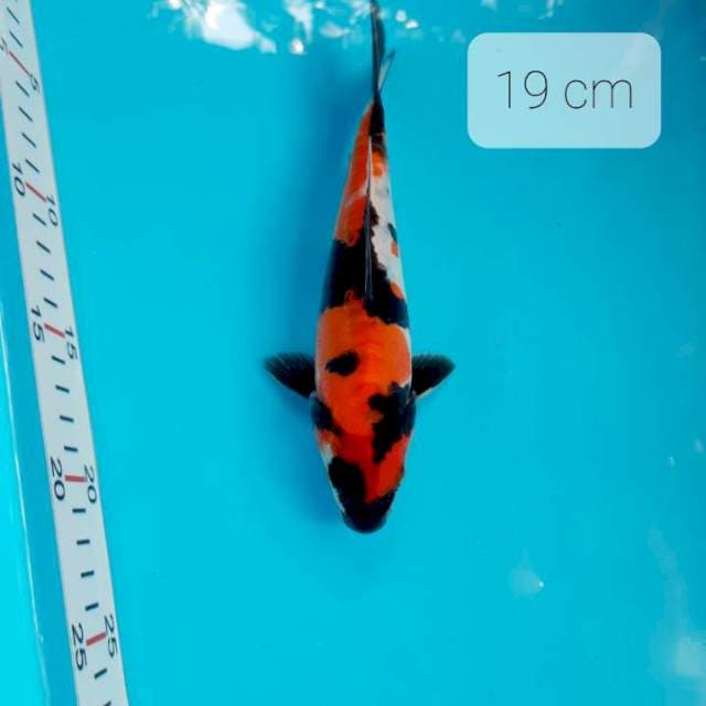 ( Pumada ) Doitsu 19 cm