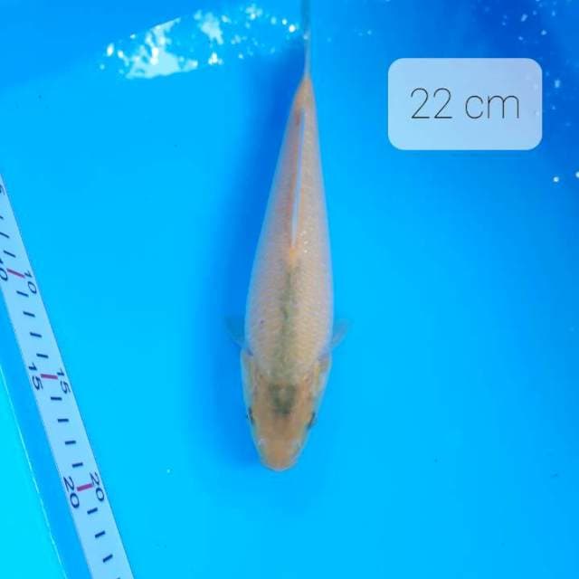 Karasi lemon 22 cm