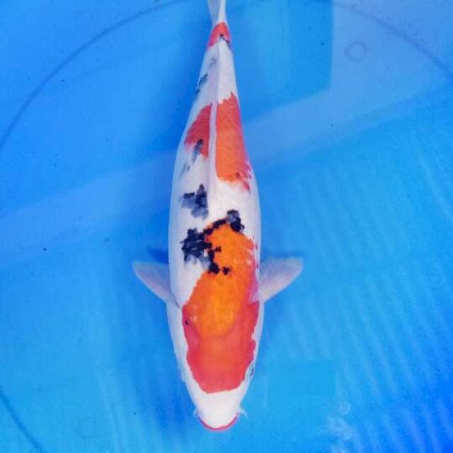 Sanke 35 cm