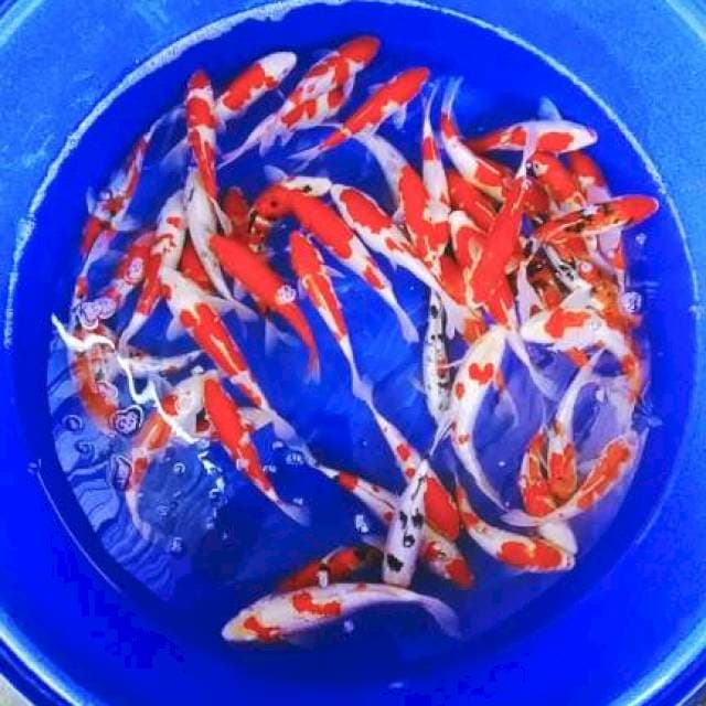 Kohaku sanke rad 22-28cm 50ekor