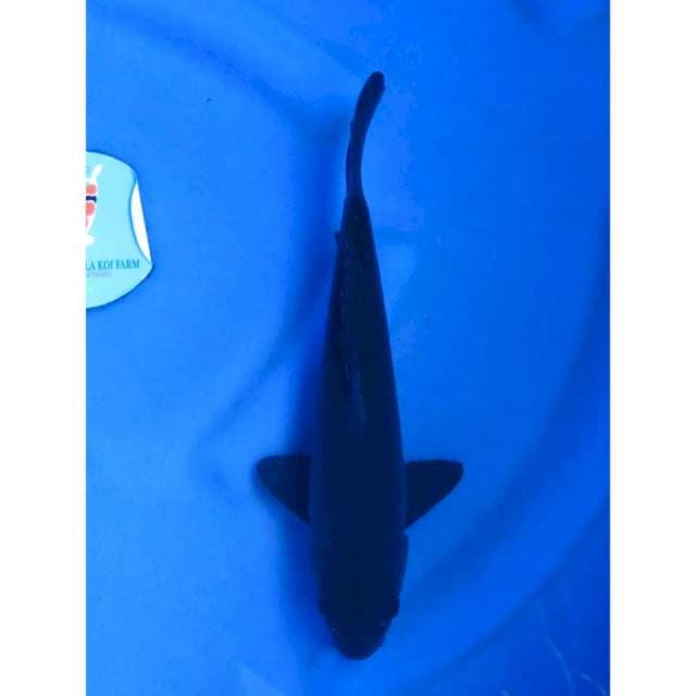 Karasugoi - 30cm Male