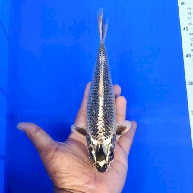 Mukasi 26cm