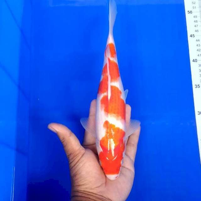 Kohaku 31cm