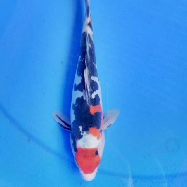 Showa 24 cm