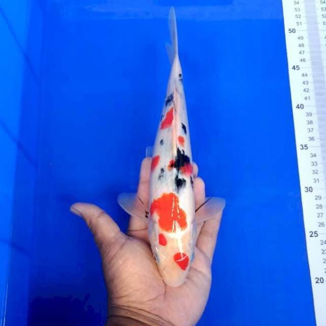 Sanke 30cm