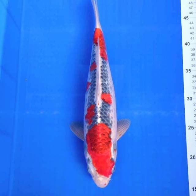 Goshiki racing merah strong 36cm