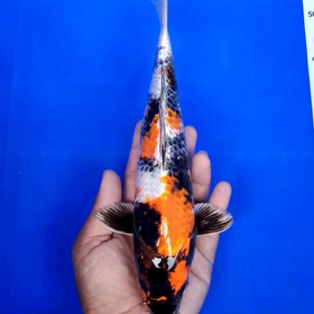 Kin showa 32cm