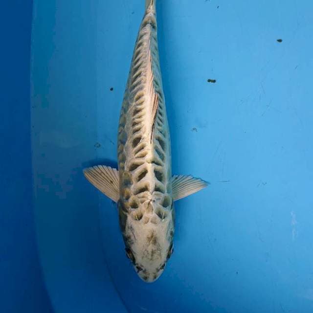 MUKASHI AROGOKE 33 cm