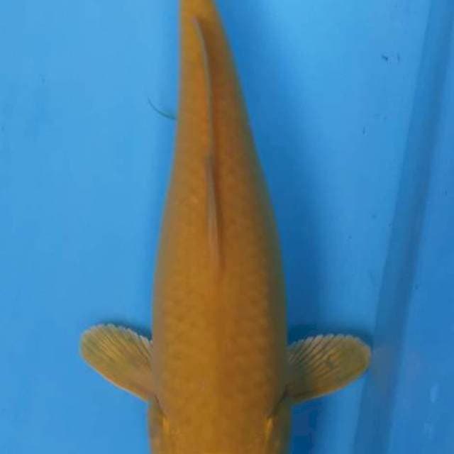 Kargon 26 cm