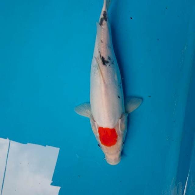 ORIGINAL TANCHO SANKE 31 cm