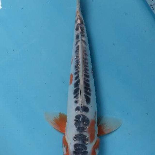 Shusui 28 cm