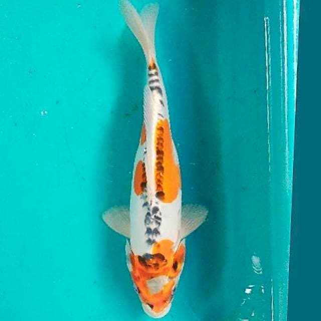 Kiko 35cm
