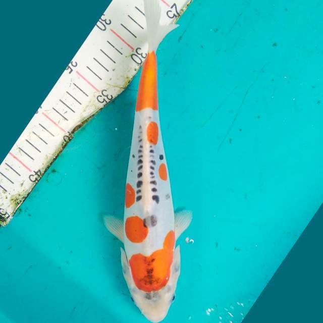 Kiko jos 27cm