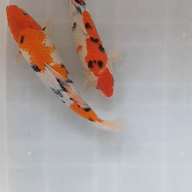 sanke F1 sepasang 38-41cm