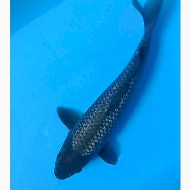 Black soragoi