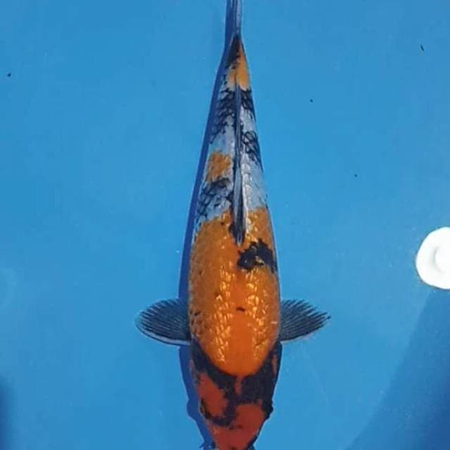 Showa Ginrin 34 cm
