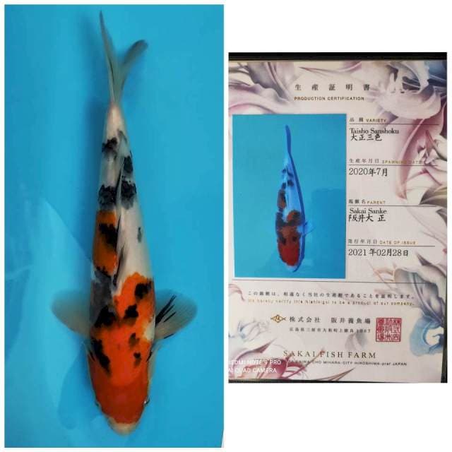 Sakai Sanke