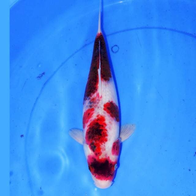 BUDO KOROMO BAKAT JUMBO 33cm