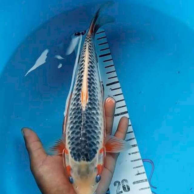 Asagi 29cm