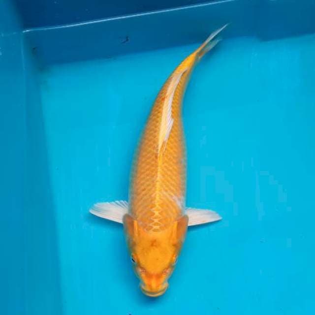 OGON