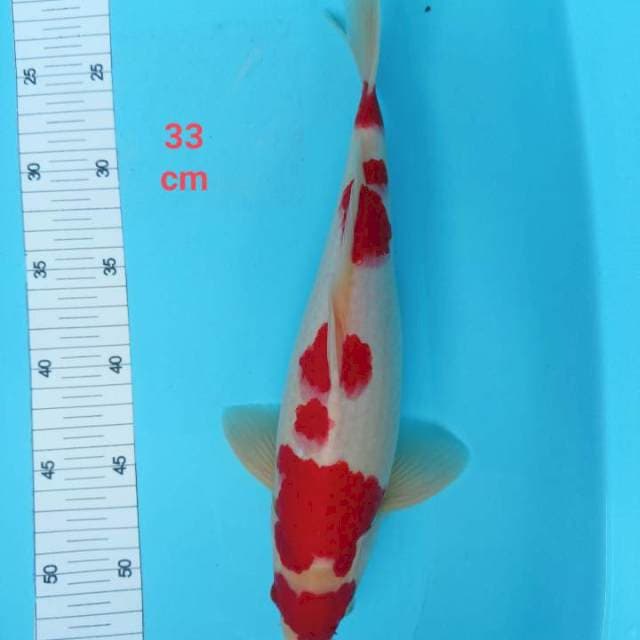 Kohakhu male 33 cm