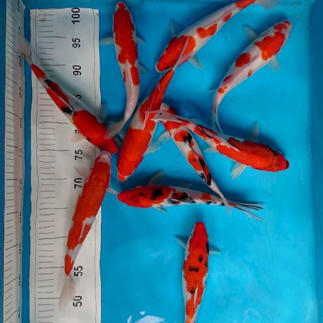 Kohaku sanke (10 ekor)