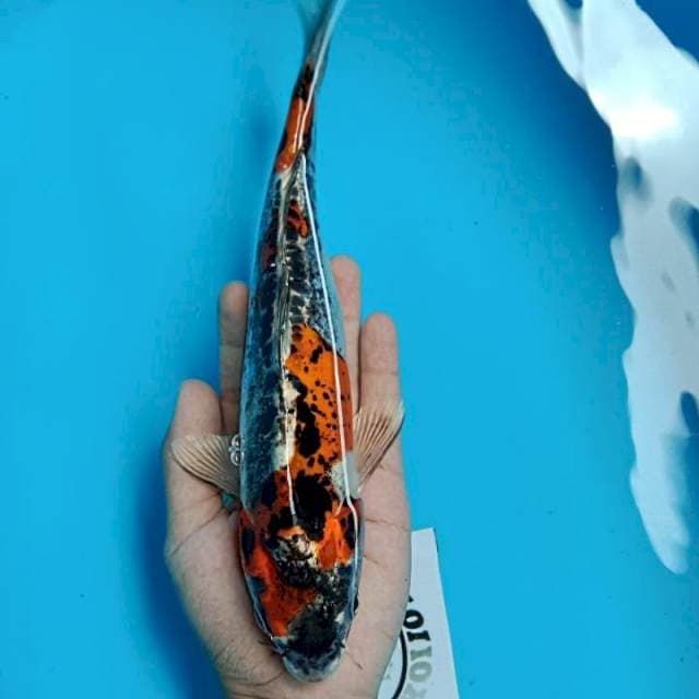 Kikushui 27cm