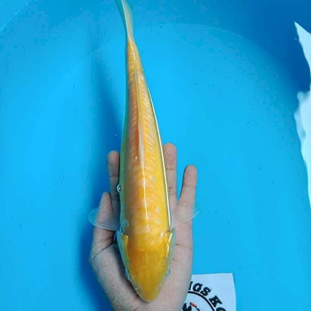 Karasi Doitsu Mata Merah 30CM