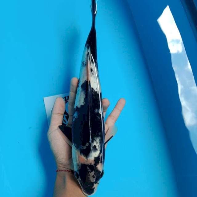 Shiro Male 34cm