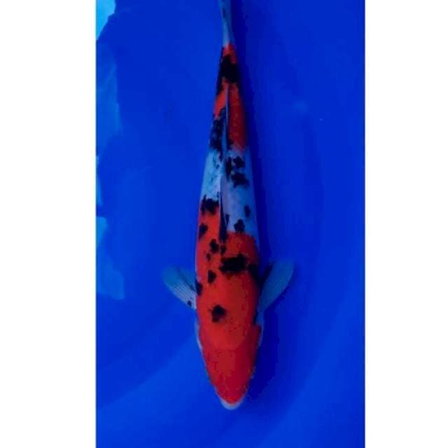 Strong Sanke Original 27cm M