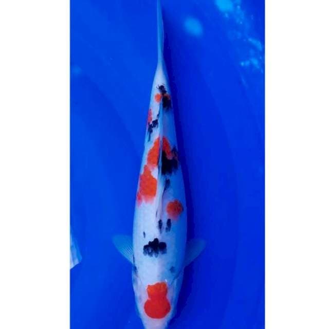 Maruten Sanke Original 31cm F