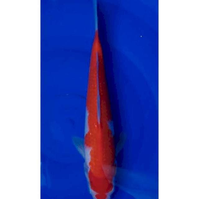 Kohaku 31 M