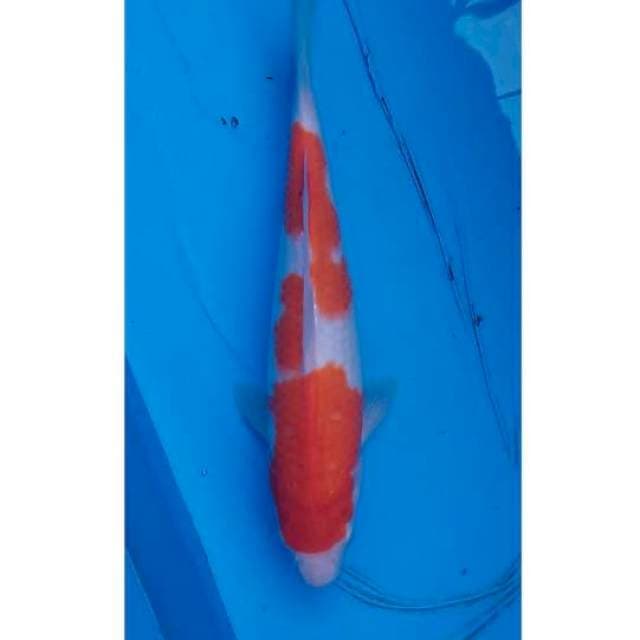 Kohaku 32cm (F)