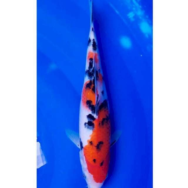 Sanke 29cm F