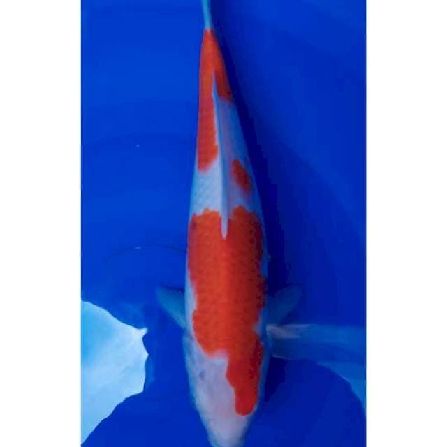 Kohaku 30cm F