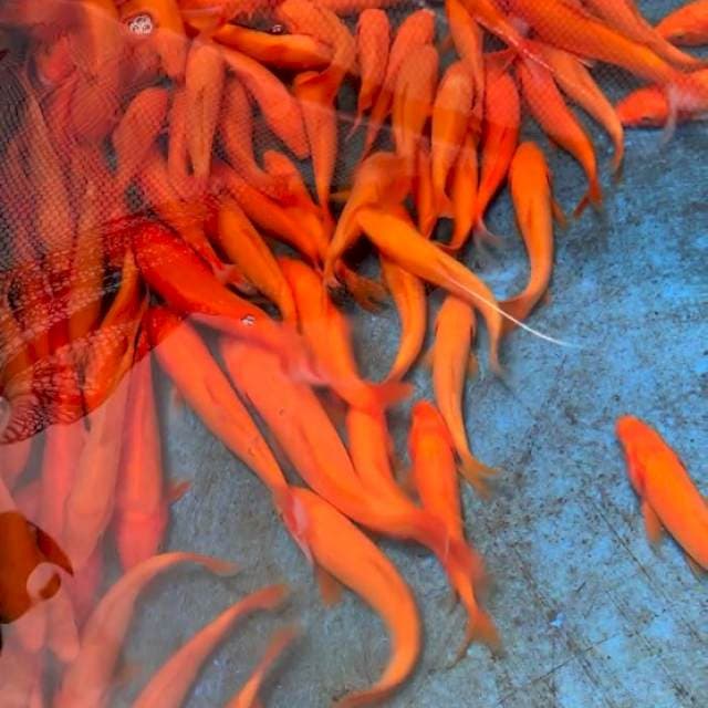 1 RED KARASHI IMPORT MARUDO